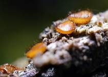 Bewimperter Schildborstling, Foto 35