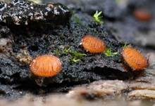 Bewimperter Schildborstling, Foto 37