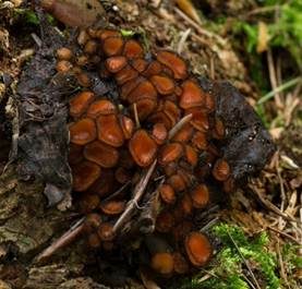 Bewimperter Schildborstling, Foto 6