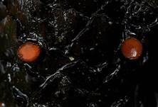 Bewimperter Schildborstling, Foto 42