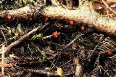 Bewimperter Schildborstling, Foto 45