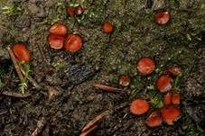 Bewimperter Schildborstling, Foto 46