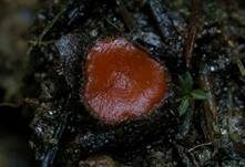 Bewimperter Schildborstling, Foto 7
