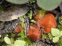 Bewimperter Schildborstling, Foto 53