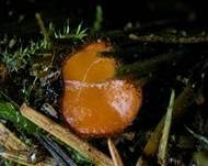 Bewimperter Schildborstling, Foto 8