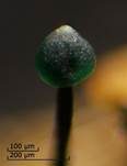 Imperfekter Pilz, Foto 17