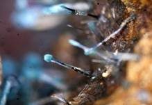 Imperfekter Pilz, Foto 21