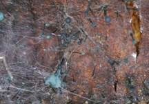 Imperfekter Pilz, Foto 23