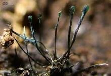 Imperfekter Pilz, Foto 8