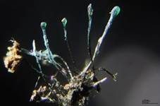 Imperfekter Pilz, Foto 9