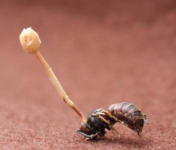 Insektenkernkeule, Foto 2