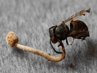 Insektenkernkeule, Foto 3
