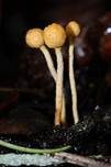 Insektenkernkeule, Foto 12