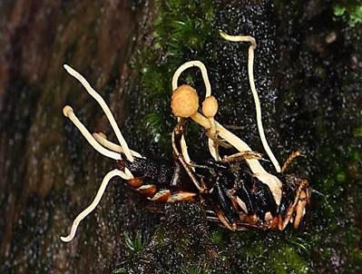 Insektenkernkeule, Foto 5