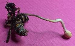 Insektenkernkeule, Foto 6