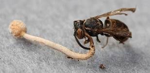 Insektenkernkeule, Foto 7