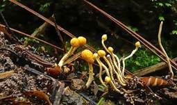 Insektenkernkeule, Foto 11