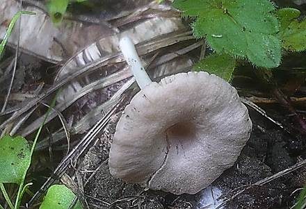 Isabellfarbener Nabelrötling, Foto 4