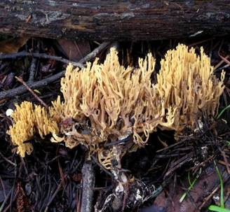 Bewurzelte Koralle, Foto 2