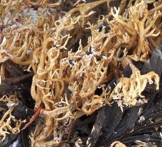 Bewurzelte Koralle, Foto 4