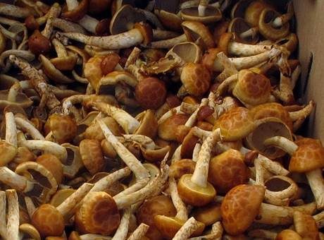 Japanisches Stockschwämmchen, Foto 3