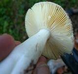 Jodoform-Täubling, Foto 12