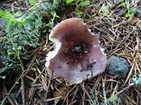 Jodoform-Täubling, Foto 7