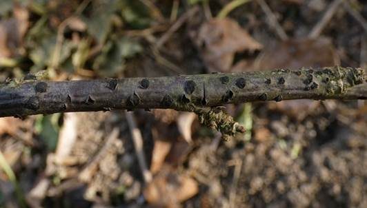 Johannisbeer-Kernpilz, Foto 2