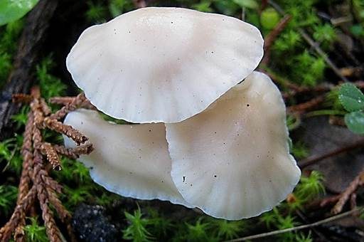 Juchtenellerling, Foto 2