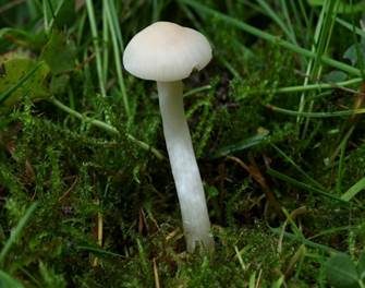 Jungfern-Ellerling, Foto 3