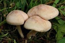 Jungfern-Ellerling, Foto 13