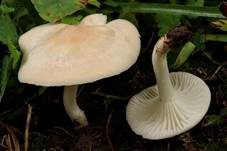 Jungfern-Ellerling, Foto 15