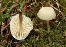 Jungfern-Ellerling, Foto 17