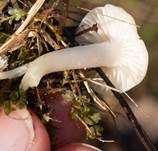 Jungfern-Ellerling, Foto 21