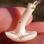 Jungfern-Ellerling, Foto 26