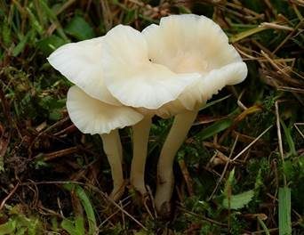 Jungfern-Ellerling, Foto 5