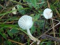 Jungfern-Ellerling, Foto 10