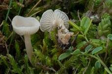 Jungfern-Ellerling, Foto 11