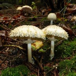 Jungfernschirmling, Foto 2