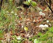 Jungfernschirmling, Foto 26