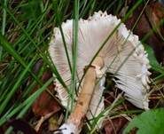 Jungfernschirmling, Foto 28
