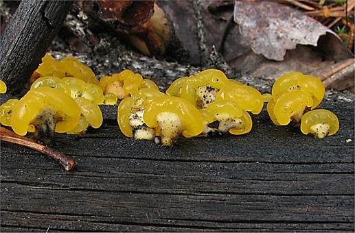 Bewurzelter Schüsselpilz, Foto 2