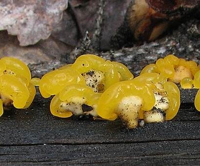 Bewurzelter Schüsselpilz, Foto 3