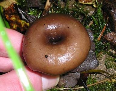 Kaffeebrauner Gabeltrichterling, Foto 5