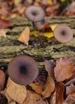 Kaffeebrauner Gabeltrichterling, Foto 34