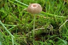 Kahlköpfiger Scheibchentintling, Foto 15