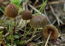 Kahlköpfiger Scheibchentintling, Foto 17