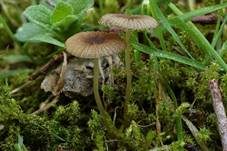 Kahlköpfiger Scheibchentintling, Foto 19