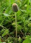 Kahlköpfiger Scheibchentintling, Foto 8