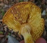Kaiserling, Foto 15